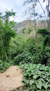 Flora at Chella waterfall