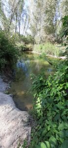 The Serpis River slowly flowing from the Beniarrés reservoir with green flora in the foreground