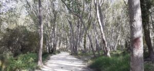 The path from the northern car park is wide and flat with trees on either side