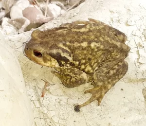 A frog is in the Barranco de la Encantada near the Piscinas naturales