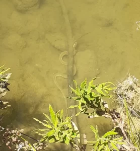 Snake in the southern pool