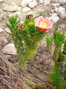 Cactus flower