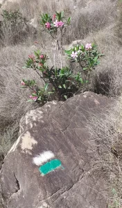 Route marker: Green and white painted rock