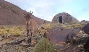 Ibex in the Sierra Nevada Spain