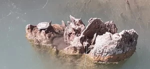 Turtle in the Costa Blanca