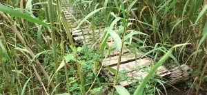 Bridge on "the wild part of the route"